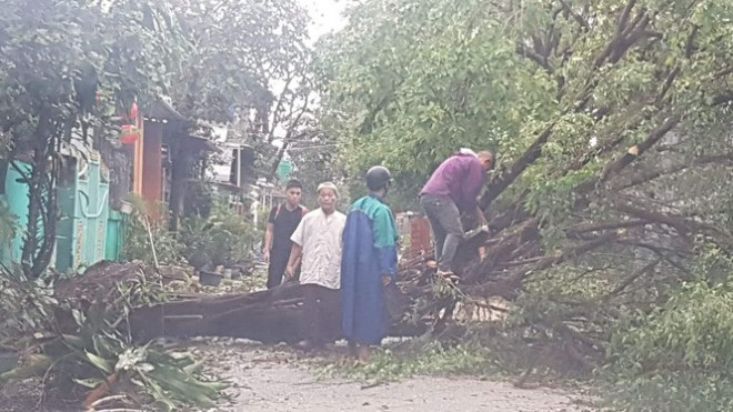 "Cụ" xà cừ số 13 cổ nhất tại Huế bị bão cùng tên quật đổ bật cả gốc gây tiếc nuối - 16