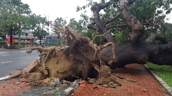 "Cụ" xà cừ số 13 cổ nhất tại Huế bị bão cùng tên quật đổ bật cả gốc gây tiếc nuối - 17