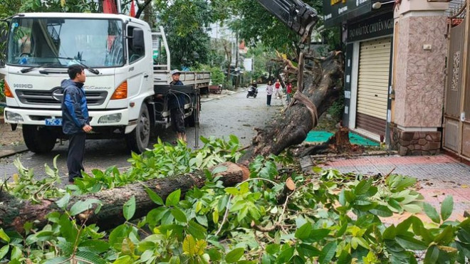 "Cụ" xà cừ số 13 cổ nhất tại Huế bị bão cùng tên quật đổ bật cả gốc gây tiếc nuối - 12
