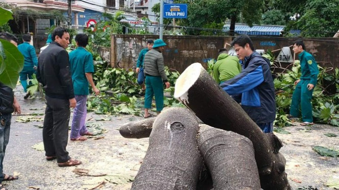 "Cụ" xà cừ số 13 cổ nhất tại Huế bị bão cùng tên quật đổ bật cả gốc gây tiếc nuối - 14