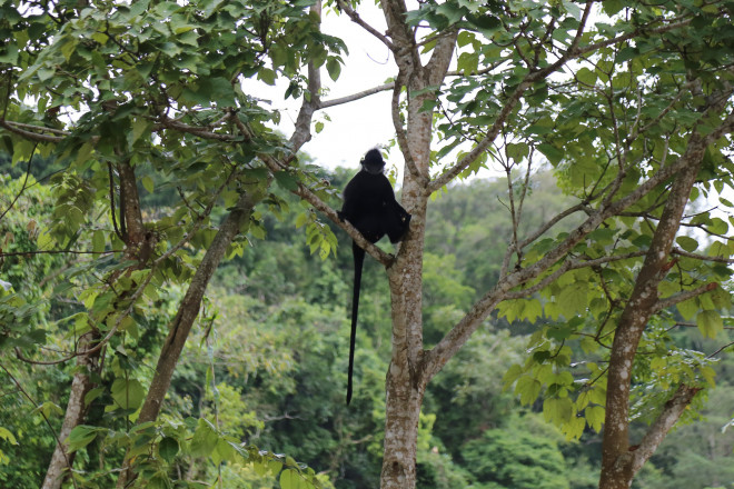 After a storm, white-clawed langurs rushed down the street to attack people - 2