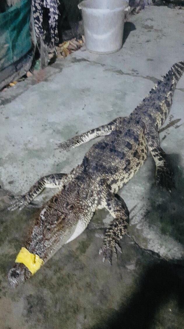 Westerners captured stray crocodiles again - 1