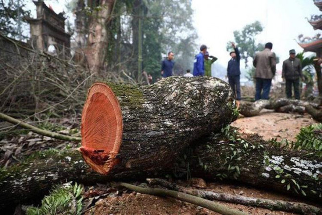 Nguyên nhân khiến lô gỗ sưa ‘trăm tỷ’ ở Hà Nội 2 năm vẫn ế? - 1