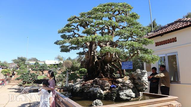 Độc đáo cây me bonsai thế &#34;khủng&#34; đã kết trái vẫn còn ra hoa - 1