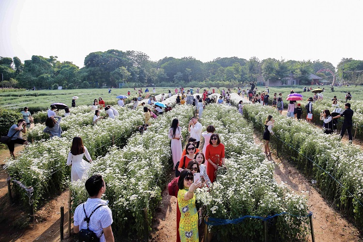 Biển người chen chân chụp ảnh cúc họa mi, chủ vườn ung dung “ngồi mát đếm tiền” - 1