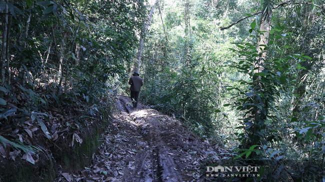 PHOTO CLIP: Century-old Cedar Forest Mercilessly Cut Down - 1