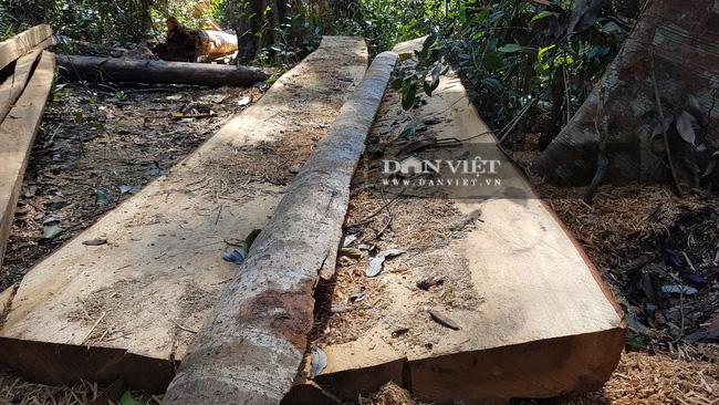 PHOTO CLIP: The century-old birch forest was mercilessly cut down - 3