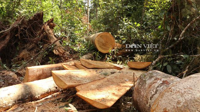 PHOTO-CLIP: The century-old birch forest was mercilessly cut down - 2