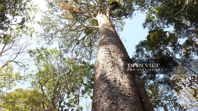 PHOTO CLIP: Century-old Cedar Forest Mercilessly Cut Down - 9