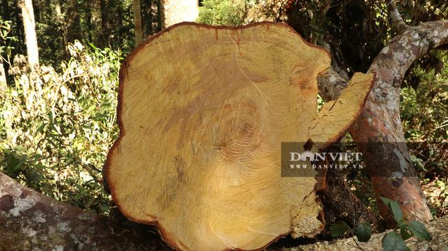 PHOTO-CLIP: The century-old birch forest was mercilessly cut down - 6