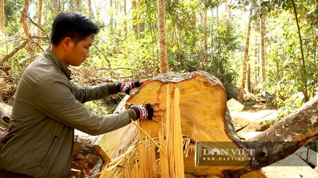 PHOTO-CLIP: The century-old birch forest was mercilessly cut down - 8