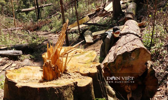 PHOTO CLIP: Century-old Cedar Forest Mercilessly Cut Down - 5