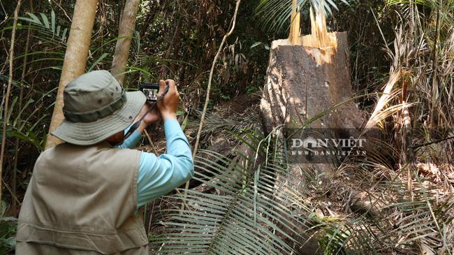 PHOTO CLIP: Century-old birch forest was mercilessly cut down - 11