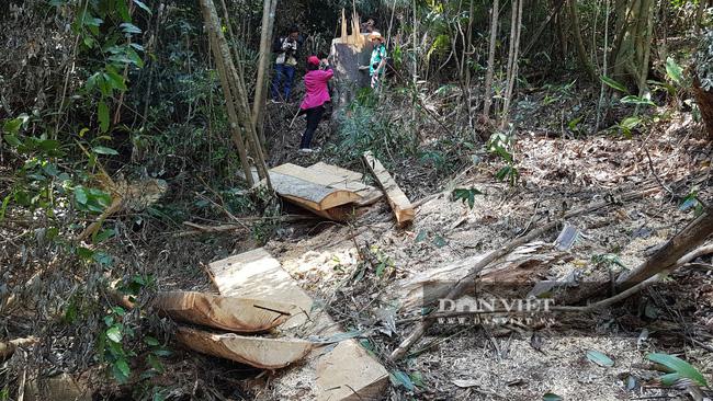 PHOTO-CLIP: The centennial cedar forest was mercilessly cut down - 10