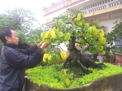 Cận cảnh cây khế bonsai thế dáng đẹp lạ nhưng có giá "rẻ" như cho - 2