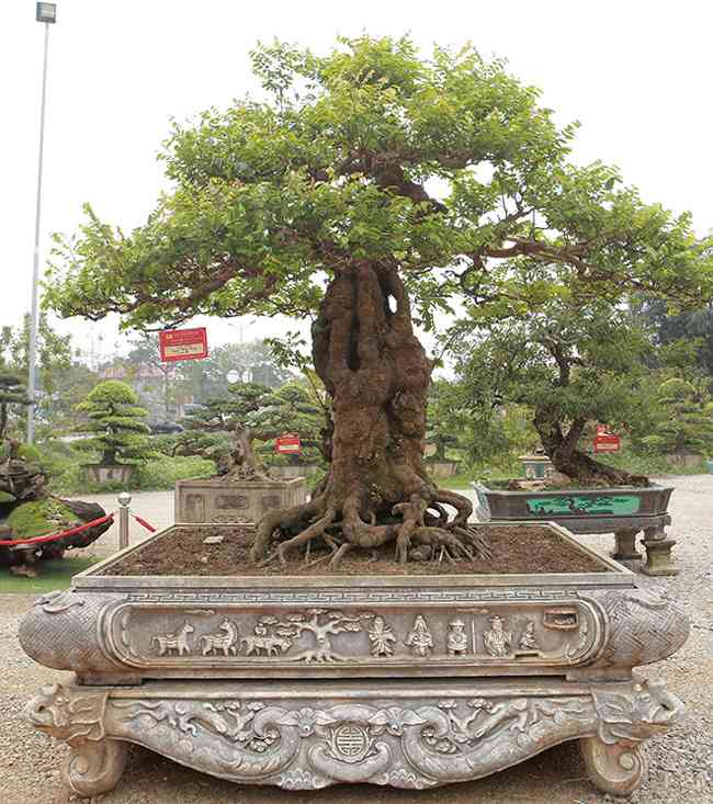 Cận cảnh cây khế bonsai thế dáng đẹp lạ nhưng có giá "rẻ" như cho - 3