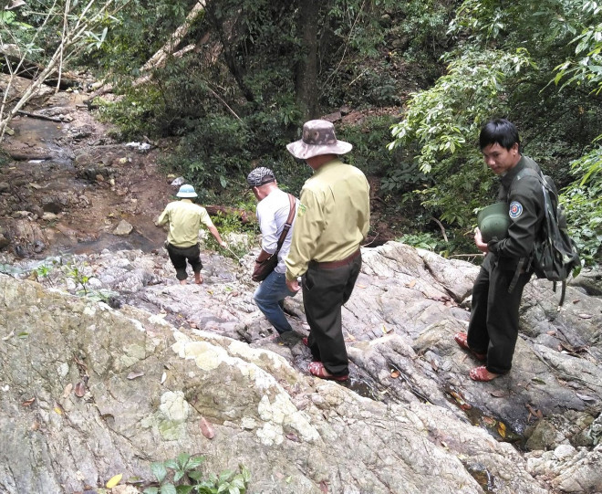 Tận thấy hiện trường rừng giáng hương cổ thụ bị tàn phá ở Tây Nguyên - 2