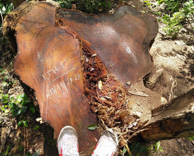 Tận thấy hiện trường rừng giáng hương cổ thụ bị tàn phá ở Tây Nguyên - 4