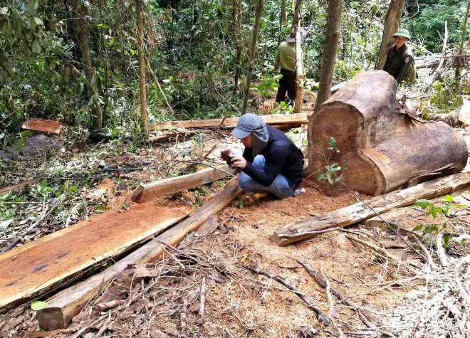 Tận thấy hiện trường rừng giáng hương cổ thụ bị tàn phá ở Tây Nguyên - 3