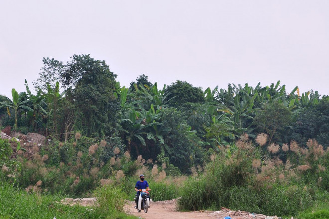 Khám phá &#34;thiên đường&#34; cỏ lau ngoài bãi giữa sông Hồng - 1