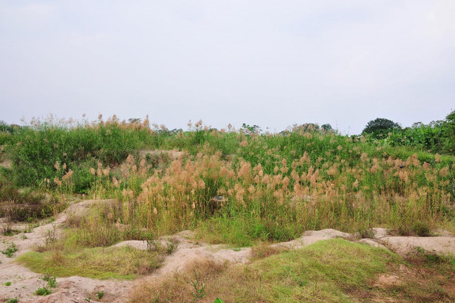 Khám phá "thiên đường" cỏ lau ngoài bãi giữa sông Hồng - 3