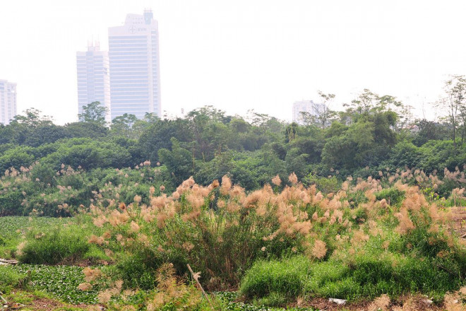 Khám phá "thiên đường" cỏ lau ngoài bãi giữa sông Hồng - 2