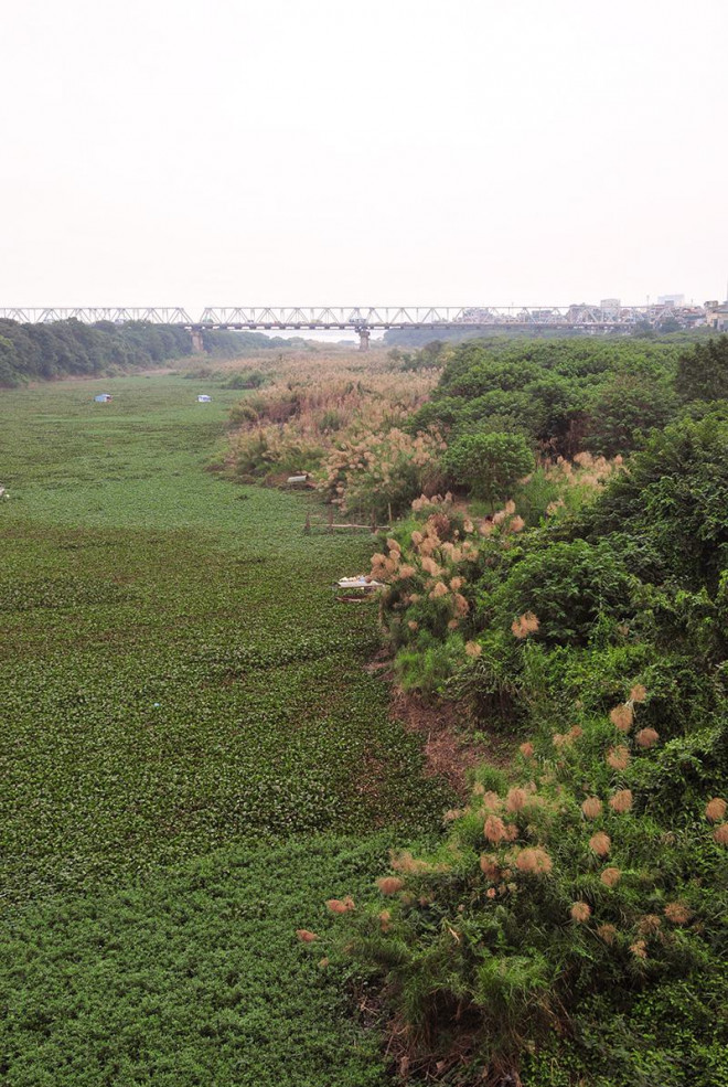 Khám phá "thiên đường" cỏ lau ngoài bãi giữa sông Hồng - 6