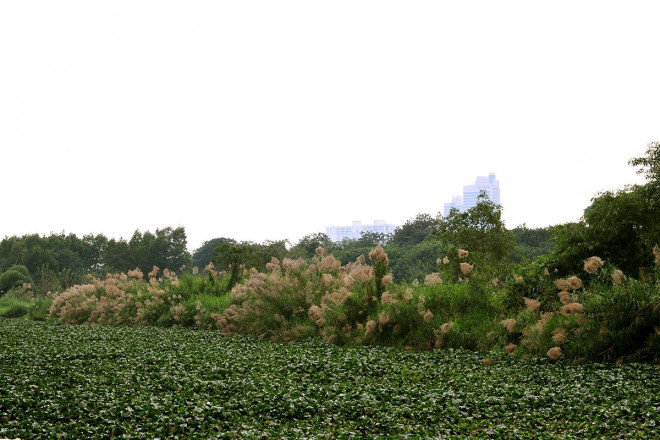 Khám phá "thiên đường" cỏ lau ngoài bãi giữa sông Hồng - 7