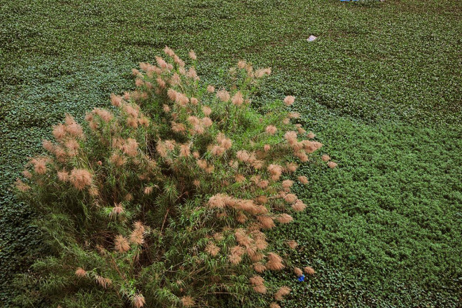 Khám phá "thiên đường" cỏ lau ngoài bãi giữa sông Hồng - 9