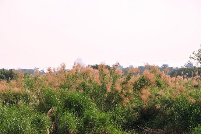 Khám phá "thiên đường" cỏ lau ngoài bãi giữa sông Hồng - 8