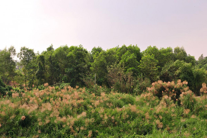 Khám phá "thiên đường" cỏ lau ngoài bãi giữa sông Hồng - 10