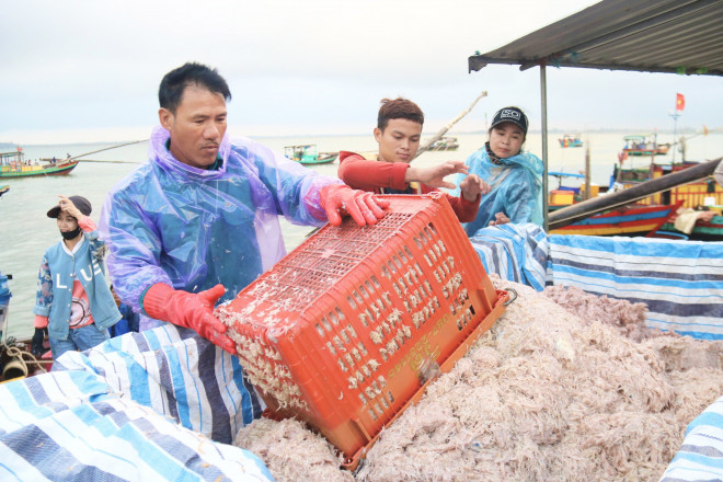 Ha Tinh Fishermen Jumped into the Sea and Raised Millions of Money Every Day - 3