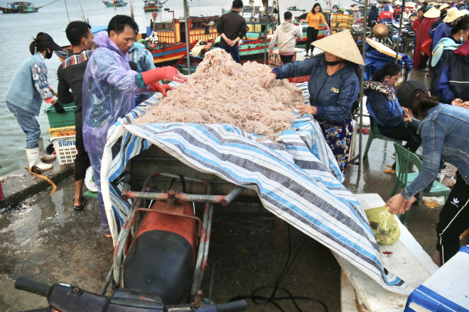 Ha Tinh Fishermen Hit the Sea and Collect Millions of Money Every Day - 6