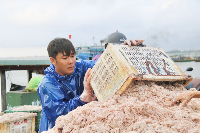 Ha Tinh Fishermen Hit the Sea and Collect Millions of Money Every Day - 5