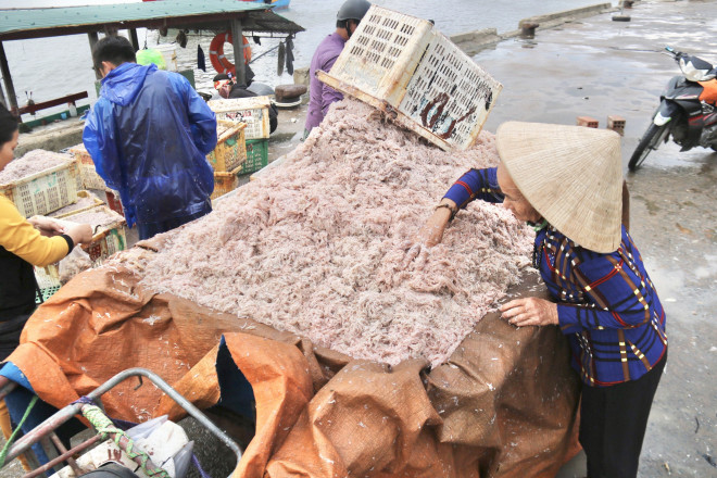 Ha Tinh Fishermen Hit the Sea and Collect Millions of Money Every Day - 4