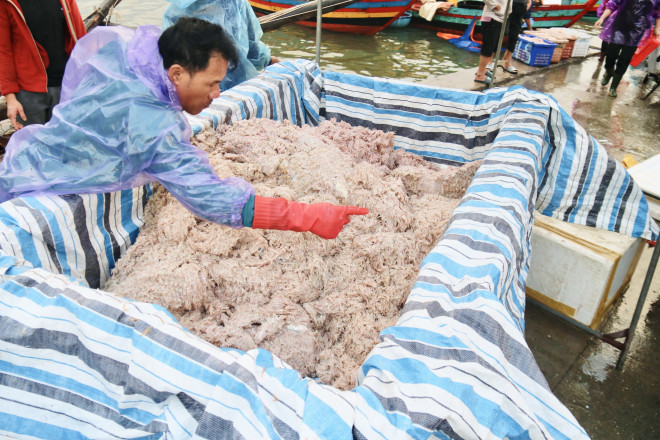 Ha Tinh Fishermen Hit the Sea and Collect Millions of Money Every Day - 8