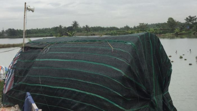 Hải Phòng: Công khai mua bán, tận diệt chim trời - 3