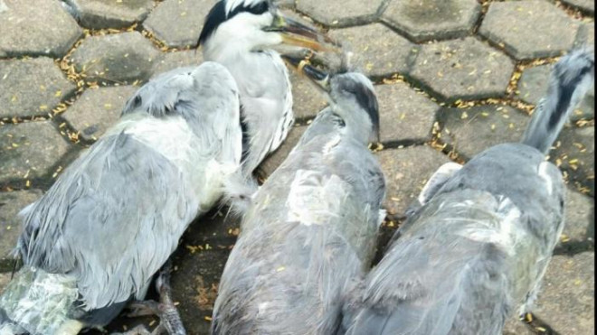 Hải Phòng: Công khai mua bán, tận diệt chim trời - 4