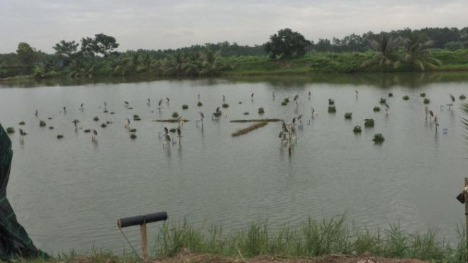 Hải Phòng: Công khai mua bán, tận diệt chim trời - 2