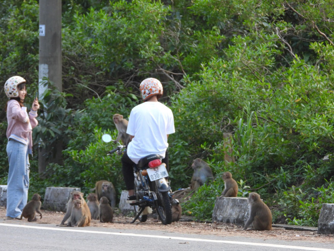 Khỉ Sơn Trà kéo nhau ào xuống đường giành giật thức ăn - 2