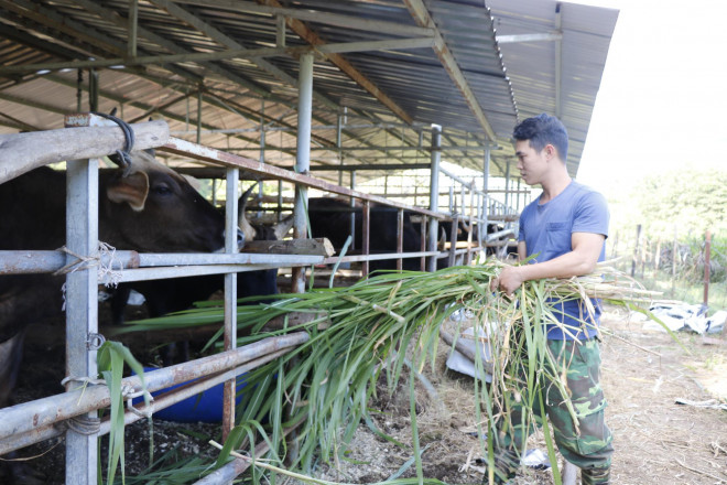 Bò tót gầy trơ xương được phục hồi và sinh con - 4