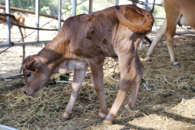 Bò tót gầy trơ xương được phục hồi và sinh con - 3