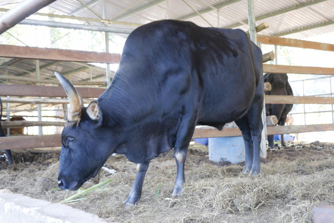 Bò tót gầy trơ xương được phục hồi và sinh con - 6