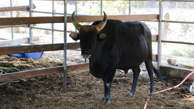 Bò tót gầy trơ xương được phục hồi và sinh con - 5