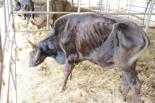 Bò tót gầy trơ xương được phục hồi và sinh con - 7