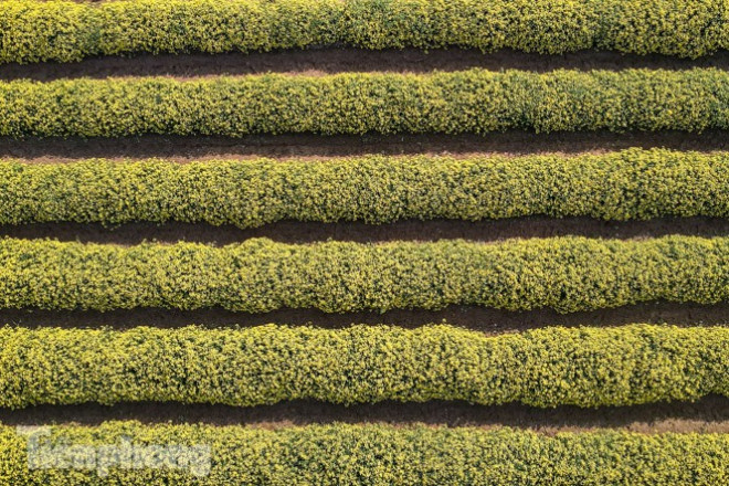 Ngất ngây cánh đồng Cúc tiến vua vàng rực gần Hà Nội - 3