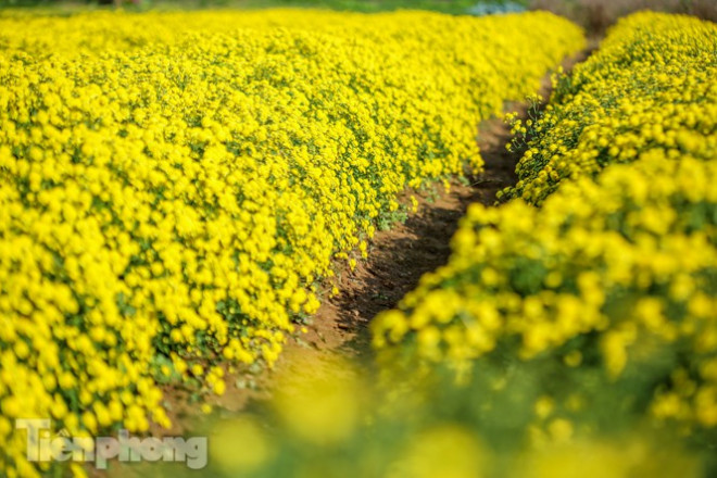 Ngất ngây cánh đồng Cúc tiến vua vàng rực gần Hà Nội - 5