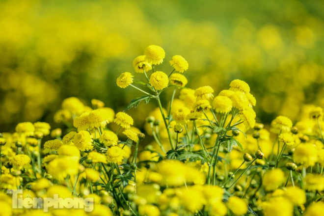 Ngất ngây cánh đồng Cúc tiến vua vàng rực gần Hà Nội - 6