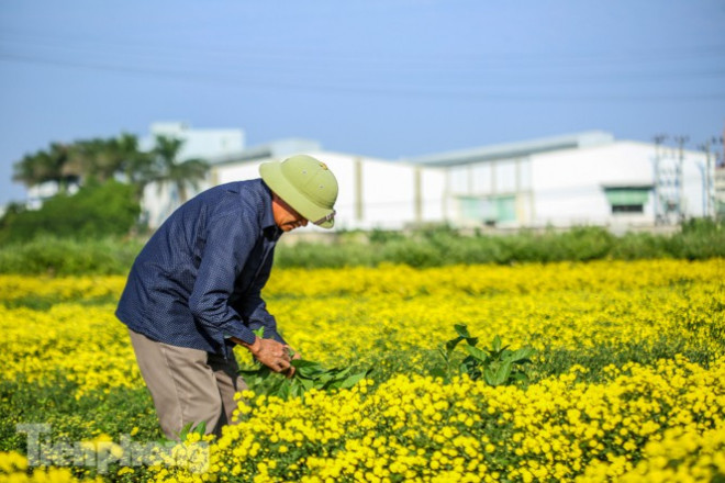 Ngất ngây cánh đồng Cúc tiến vua vàng rực gần Hà Nội - 7