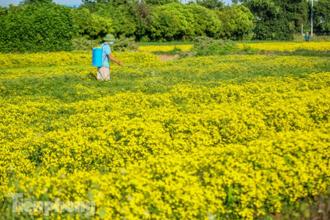 Ngất ngây cánh đồng Cúc tiến vua vàng rực gần Hà Nội - 10